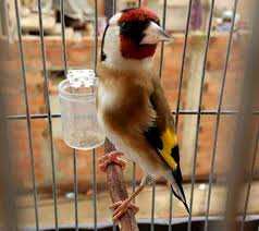 Chlef - Les oiseaux, un commerce juteux