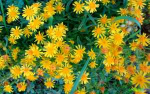 Inule visqueuse (Dittrichia viscosa (L.)