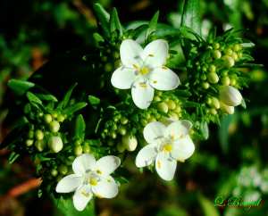 Petite centaurée, Centaurium pulchellum -