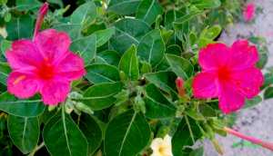 Pervenche de Madagascar