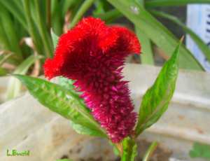 Crête de coq (Celosia cristata)