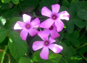 Oxalis Corniculata