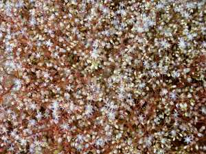 Sedum acre