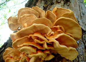 Campignon Polypore Soufre jaune
