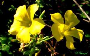 Oxalis jaune