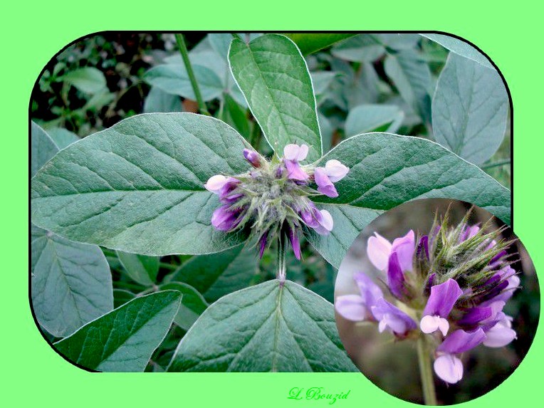 Psoralée bitumineuse, (Bituminaria bituminosa (L.)