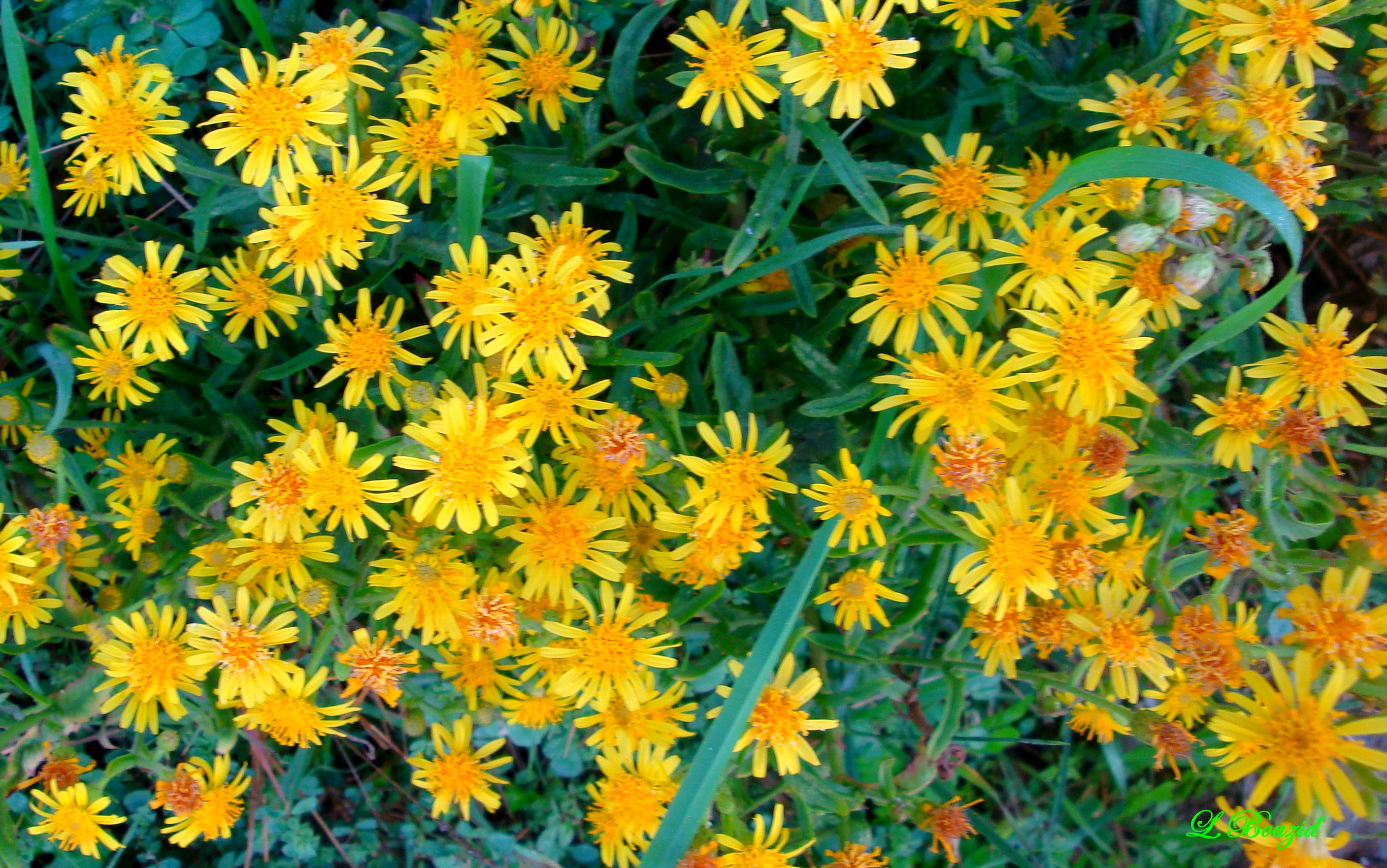 Inule visqueuse (Dittrichia viscosa (L.)