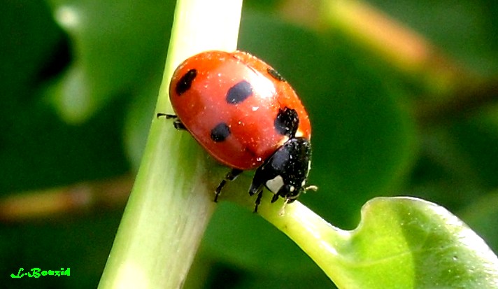 Coccinelle