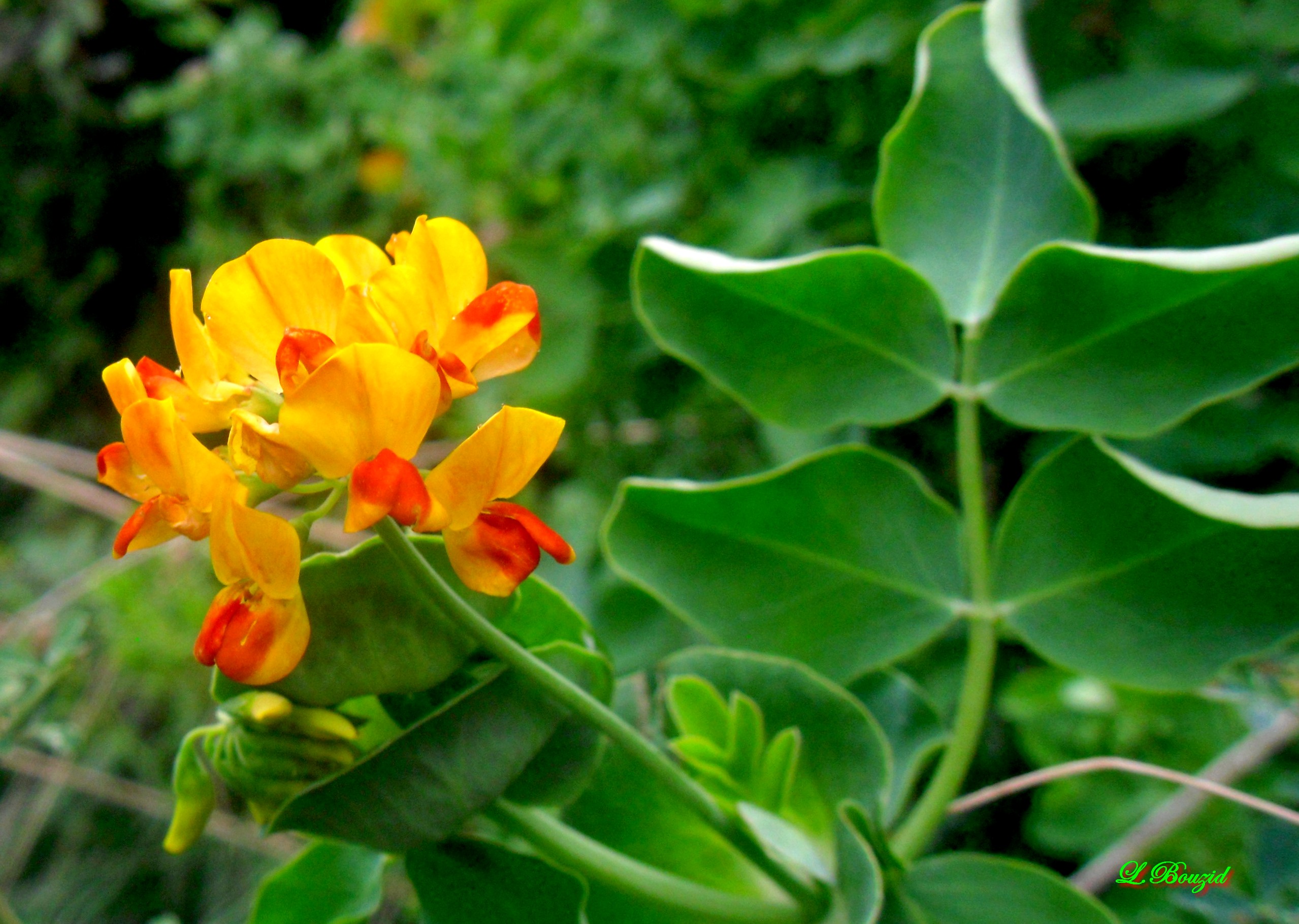 coronilla (hippocrepis) emerus