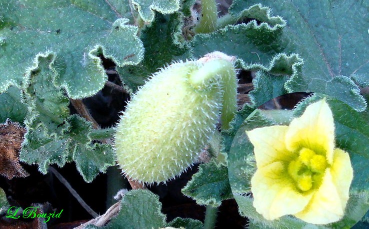 concombre d'âne (Ecballium elaterium (L.)