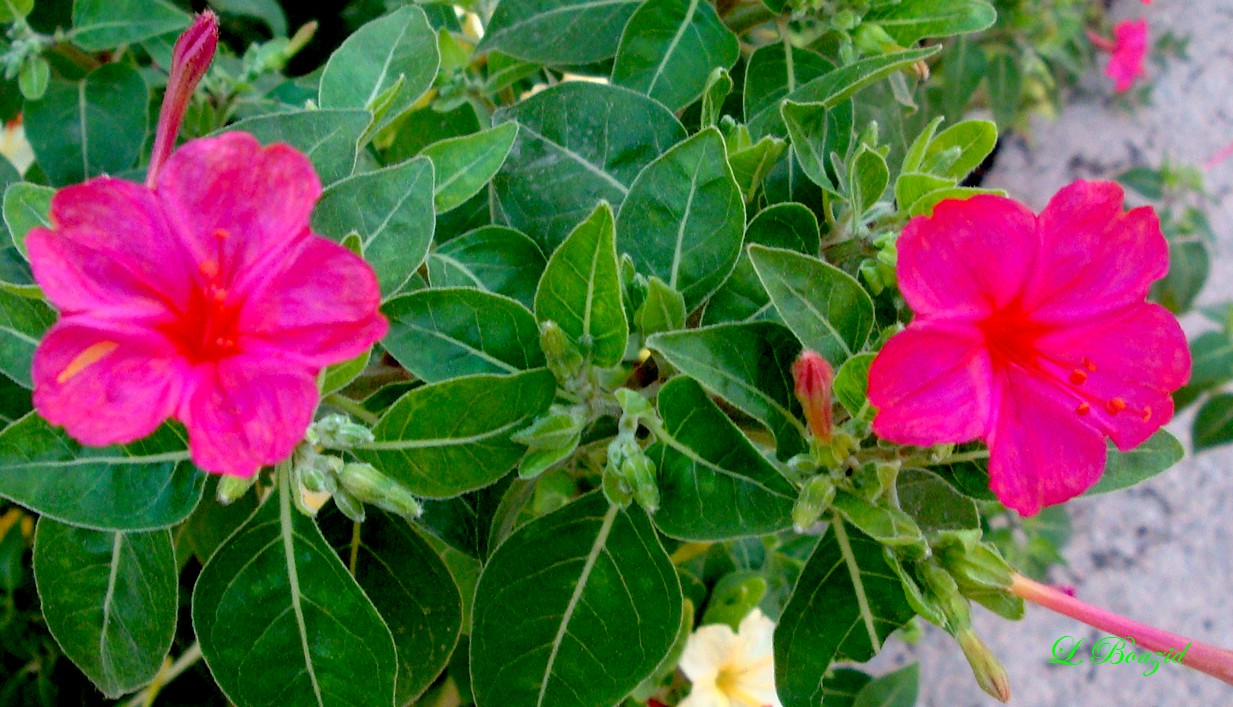 Pervenche de Madagascar