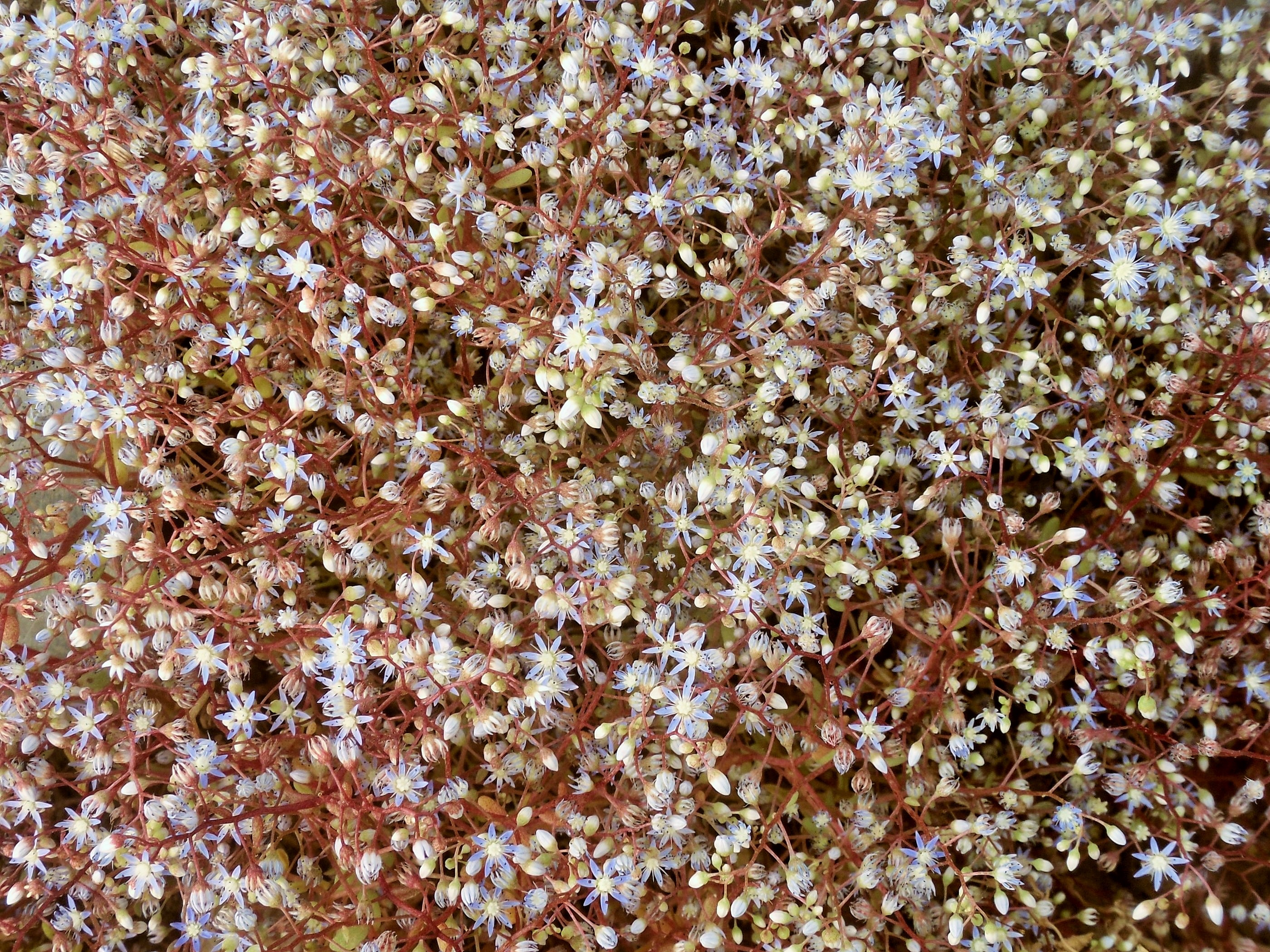 Sedum acre