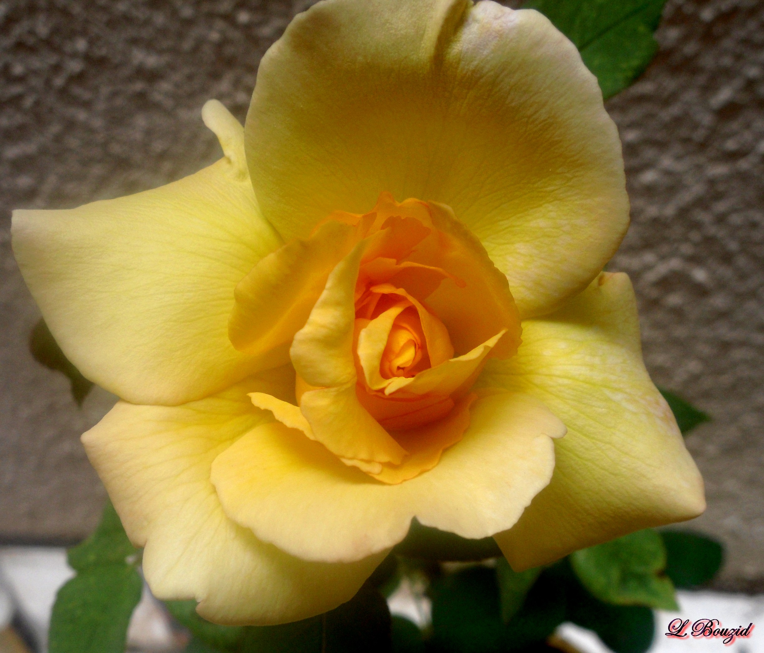 Rose jaune