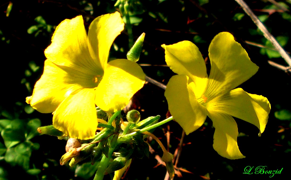 Oxalis jaune