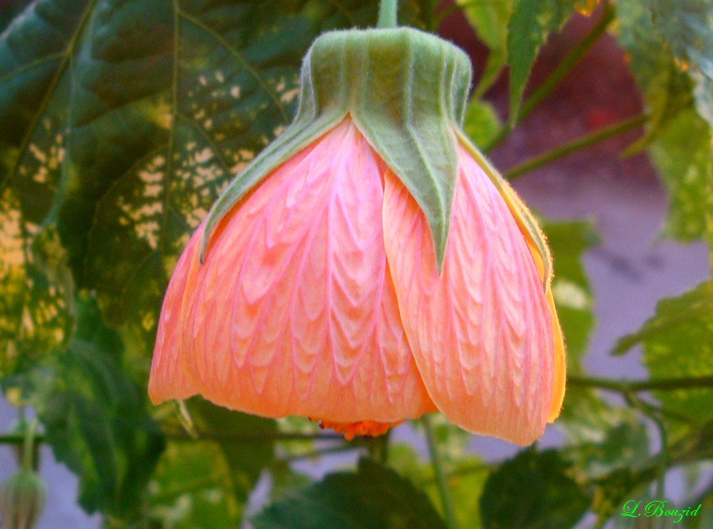 Abutilon