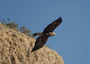 Maghreb - Tunisie: Expulsion d’émiratis du désert de Tataouine pour chasse illégale