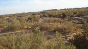 Les forets de tamarix  Tamarix aphylla (Tamaricaceae) Nom tamahaq : Tabarekkat