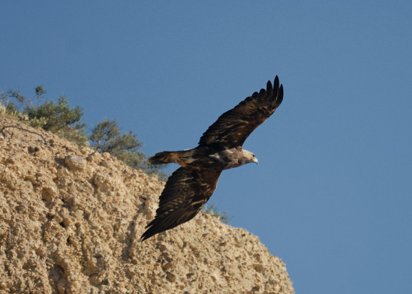 Maghreb - Tunisie: Expulsion d’émiratis du désert de Tataouine pour chasse illégale