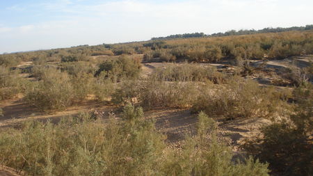 Les forets de tamarix  Tamarix aphylla (Tamaricaceae) Nom tamahaq : Tabarekkat