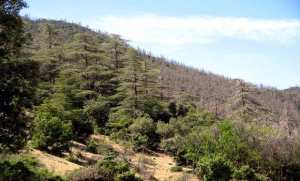 La DGF appelle les opérateurs économiques à investir dans la richesse forestière