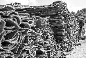 Algérie - Industrie du liège:  Les entreprises locales se meurent