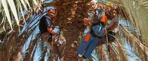 Récolte de dattes à Biskra:  Le recours à une main-d’œuvre étrangère est exclu