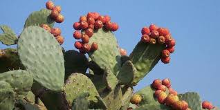 Université de Béjaia - DÉVELOPPEMENT DURABLE:  L’apport de la figue de Barbarie