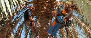 Récolte de dattes à Biskra:  Le recours à une main-d’œuvre étrangère est exclu