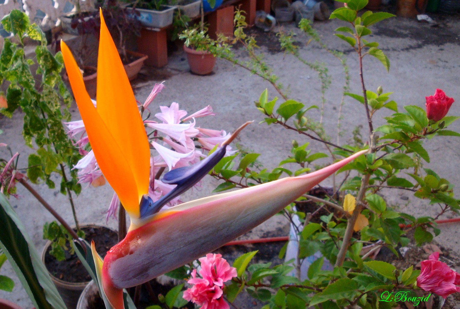 Fleur d'Oiseau de paradis (Strelitzia)