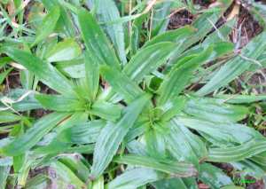 Le Plantain (plantago lanceolata),