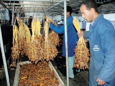Algérie - Palmier-dattier: Les produits dérivés en mal de certification