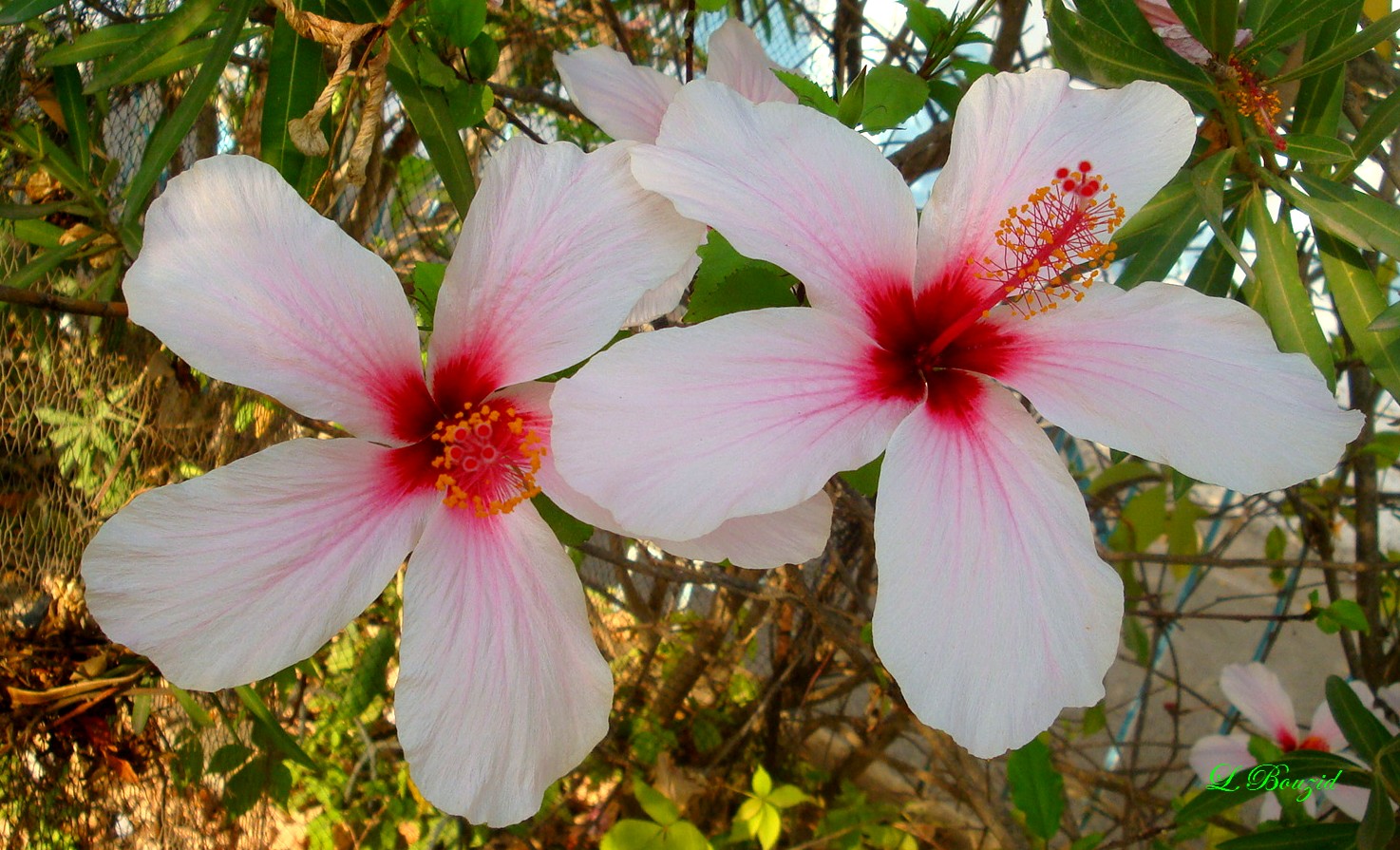 Fleurs d'Hibiscus
