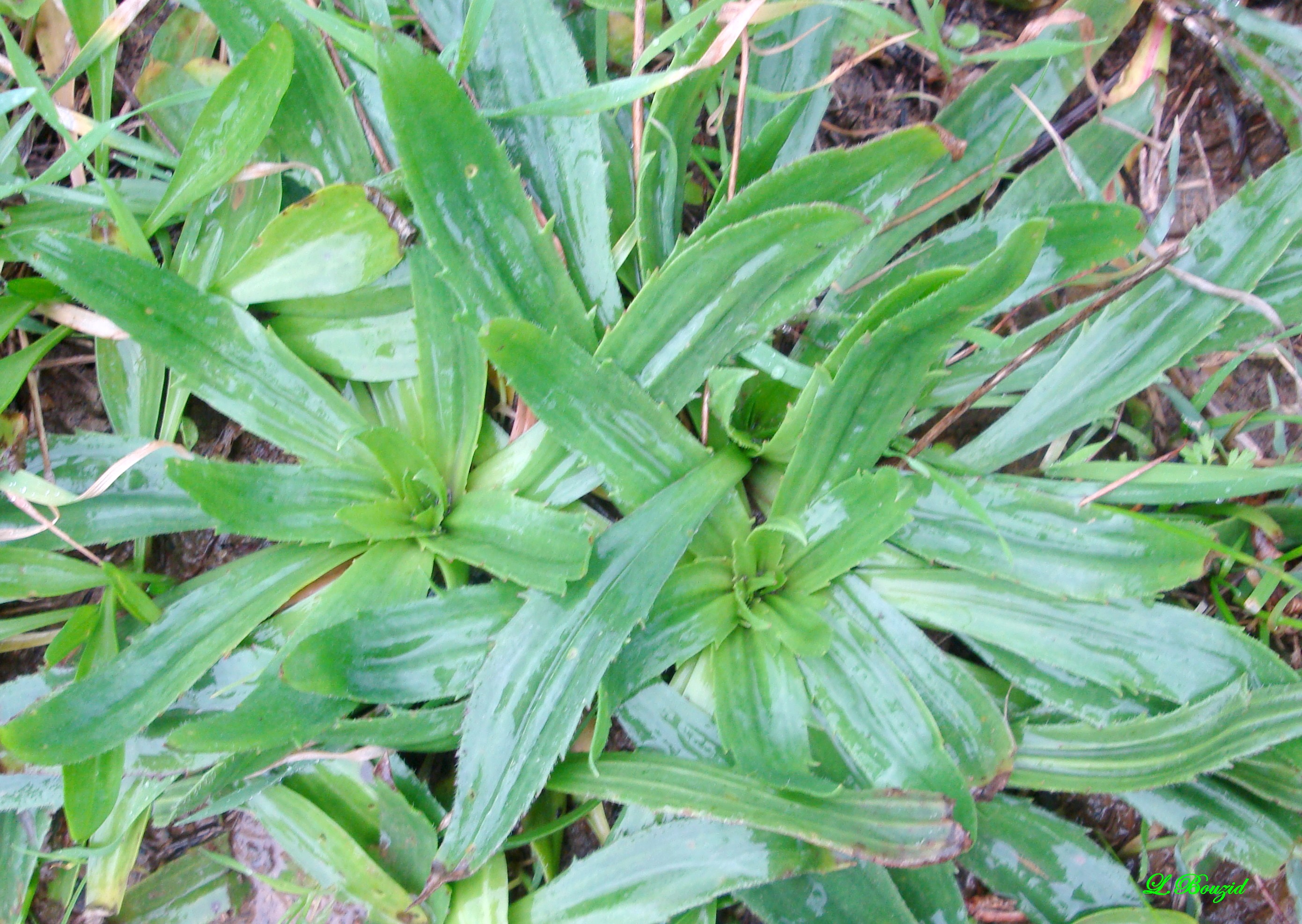 Le Plantain (plantago lanceolata),