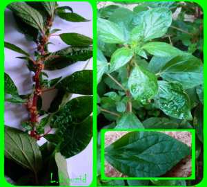 Pariétaire officinale (Parietaria officinalis L.):