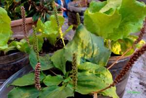 plantain majeur Plantago major