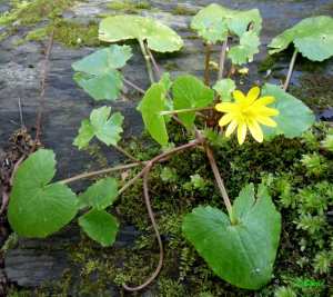ficaire fausse-renoncule (Ficaria ranunculoides ou Ranunculus ficaria)