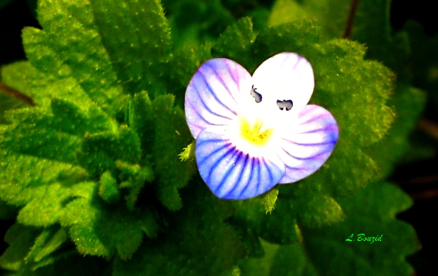Véronique de Perse (Veronica persica)