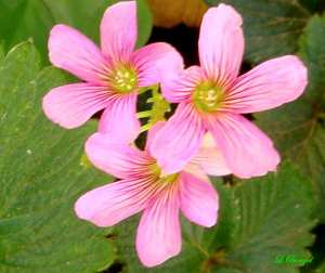 Fleurs d'oxalis