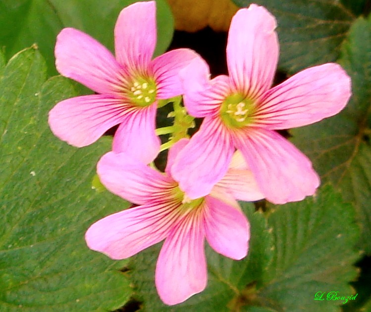 Fleurs d'oxalis