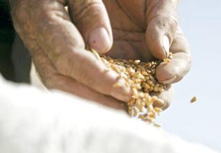 L'Algérie n'importera pas de blé dur et d'orge en 2012 : Vers l'autosuffisance
