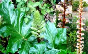 Acanthe à feuilles molles