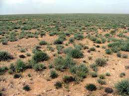 El-Bayadh - Les terres de parcours seront mises en location