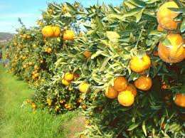 Chlef, un pôle agrumicole d’excellence:  Des opérateurs du Golfe intéressés par l’investissement dans la filière