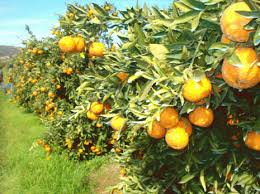 Chlef, un pôle agrumicole d’excellence:  Des opérateurs du Golfe intéressés par l’investissement dans la filière