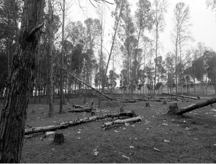 Maghnia : Des arbres abattus dans l’impunité !