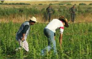 هل يسهِّل المغرب تجارة «الحشيش» في أفريقيا حقًا؟