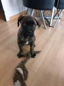 Examen emd1 pathologie de reproduction