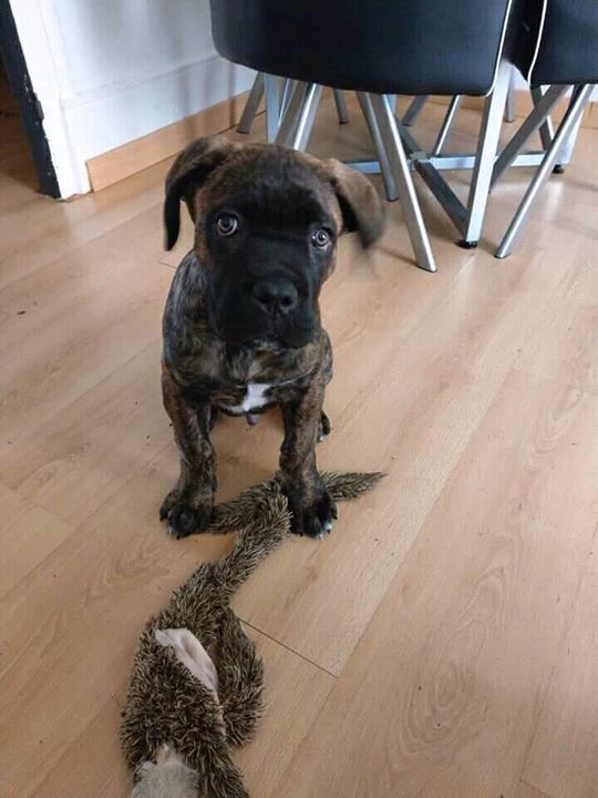 Examen emd1 pathologie de reproduction