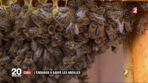 Planète - Cuba: comment l'embargo a sauvé les abeilles