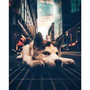 ﻋﻴﺪ ﻣﻴﻼﺩ